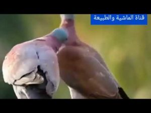 عالم الطبيعة والحيوانات 🐒