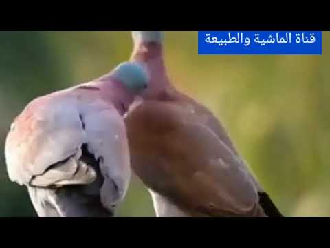 عالم الطبيعة والحيوانات 🐒