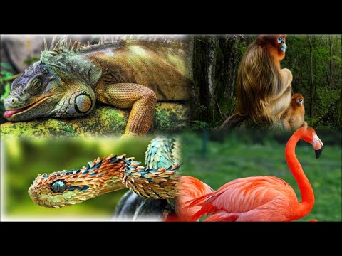 عالم الطبيعة والحياة البرية /wild life meditation/wildlife song/wildlife sounds