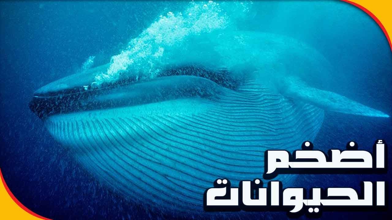 أضخم 10 حيوانات على مر التاريخ