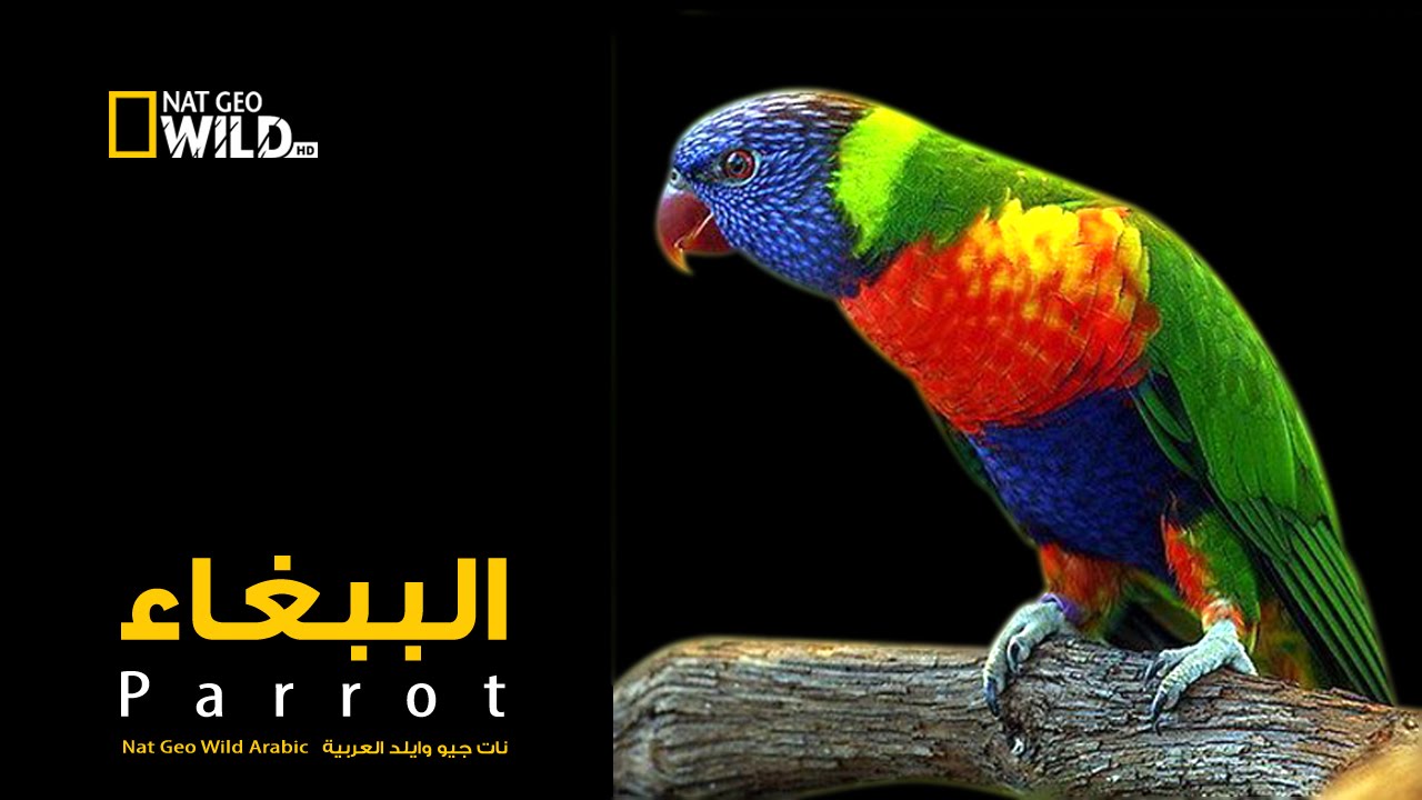 الببغاء | نات جيو وايلد العربية | Nat Geo Wild Arabic