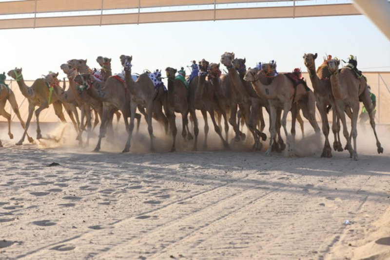 شاهد الإثارة تتواصل في ثاني أيام “النعيرية للهجن”.. هنا النتائج