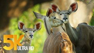 5K African Wildlife Documentary Film – Mana Pools National Park, Zimbabwe, Africa – 1 HR