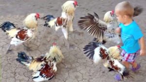 Funny Chickens & Roosters Chasing Kids – Funny Chicken & Rooster Video – Funniest Chicken Videos