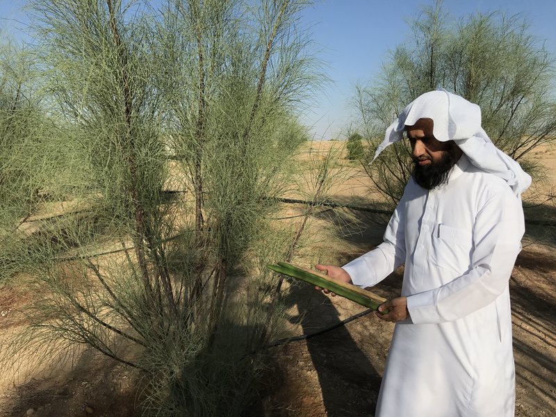 شاهد.. مواطنان يزرعان 21 ألفًا من شجرة “البان” العربي في الأفلاج