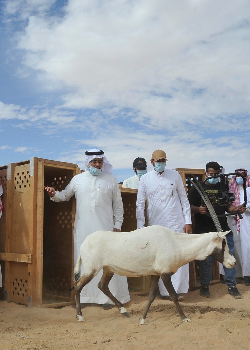 “الحياة الفطرية” يطلق أكبر تنوع للأحياء المهددة بمحمية شرعان بالع