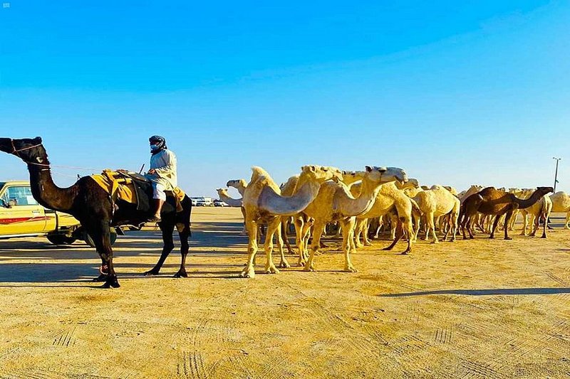 إقبال ملحوظ على مزاد العظيم للإبل في حائل