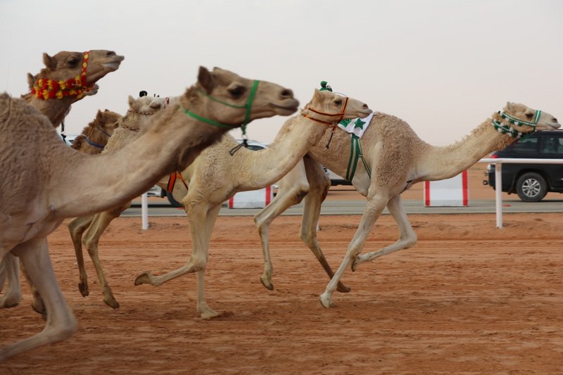 المنافسات تتواصل في سباقات الهجن في يومها الثالث