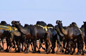 انطلاقة مهرجان الملك عبدالعزيز للإبل بدخول الفحل وإنتاجه.. غدًا