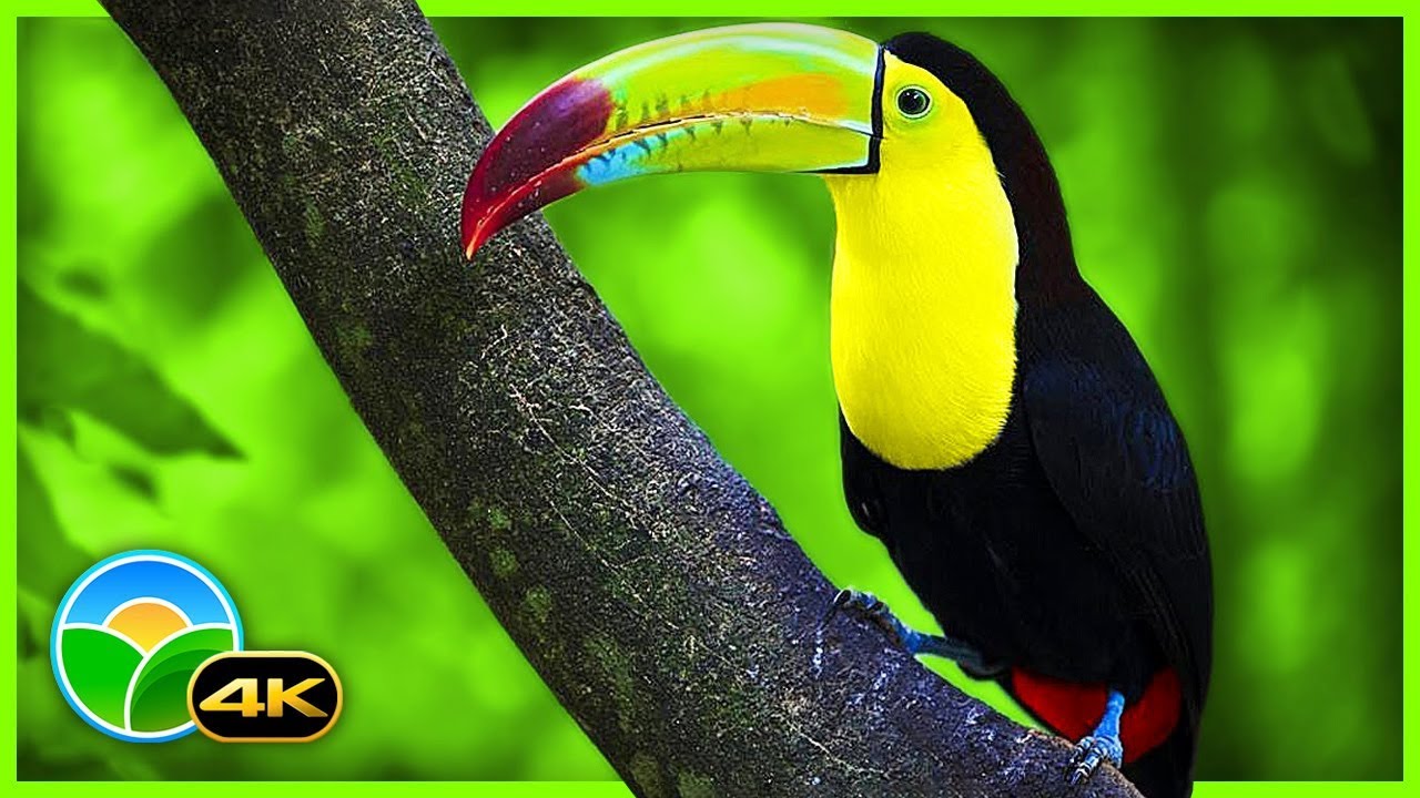 Breathtaking Colors of Nature in 4K III 🐦Beautiful Nature – Sleep Relax Music 4K UHD TV Screensaver