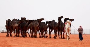 “تلاد الفصام” تقصي “بنات سليمان” في مهرجان الملك عبدالعزيز للإبل