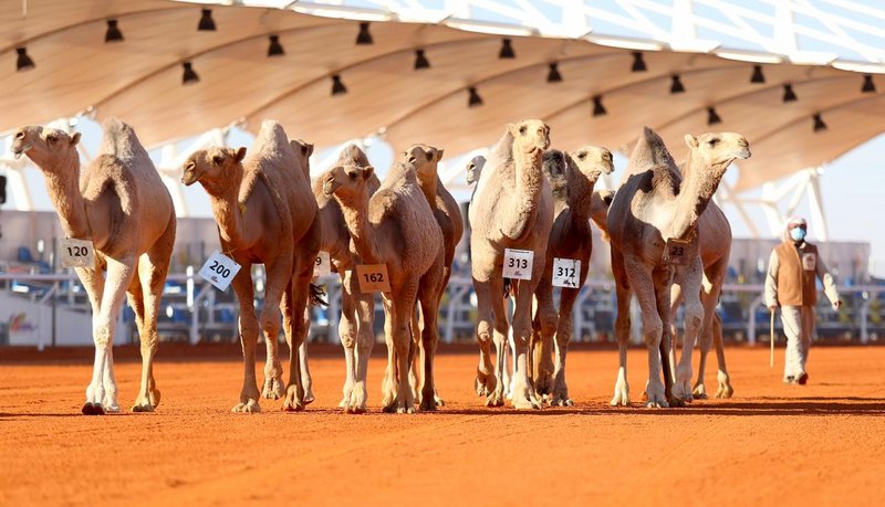 الكويتيون يخطفون 10 مراكز في مهرجان الملك عبدالعزيز للإبل