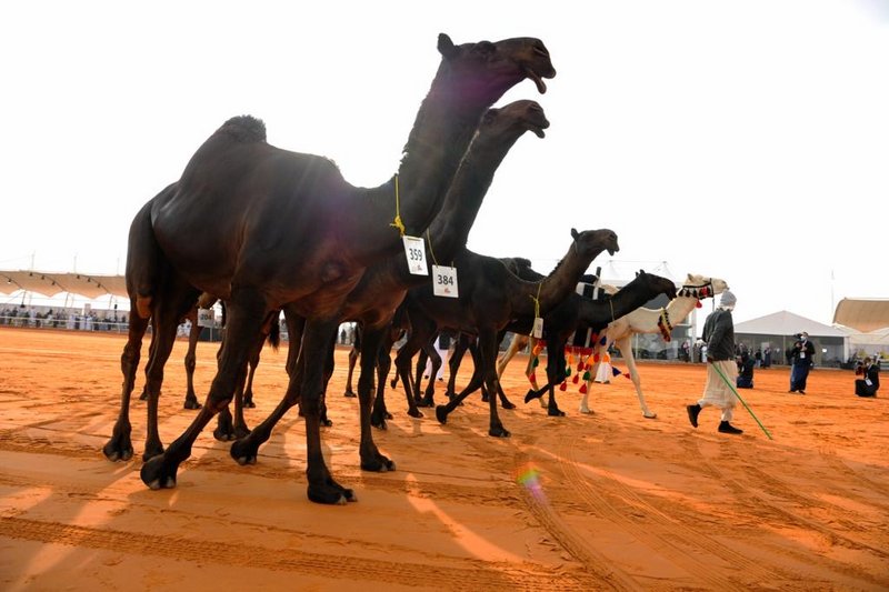 مهرجان الملك عبدالعزيز للإبل.. “ابن نادر” يتصدر بـ”فزعة” و”فزاعة”