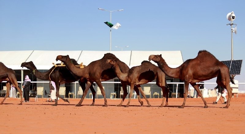 مهرجان الإبل.. الإماراتي “المنهالي” يفوز بشلفا ولي العهد فئة لون