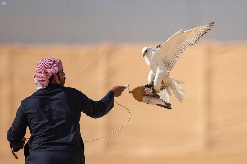 مهرجان الملك عبدالعزيز للصقور يجري قرعة ملواح الدوليين إلكترونيًا