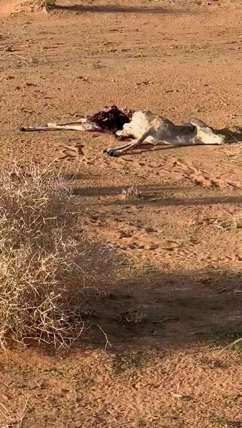 شاهد.. سباع تفترس أحد الظباء بمحمية مرات بعد 48 ساعة من إطلاقها