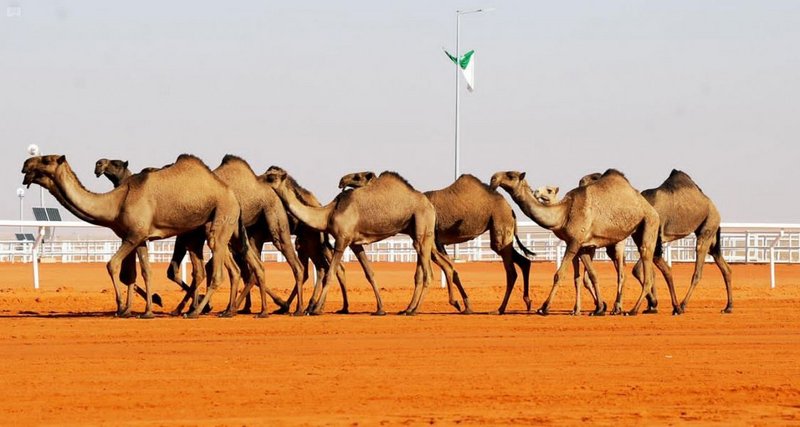 السعودية تنجح في إعادة تشكيل الحراك الإقليمي والعالمي لقطاع الإبل