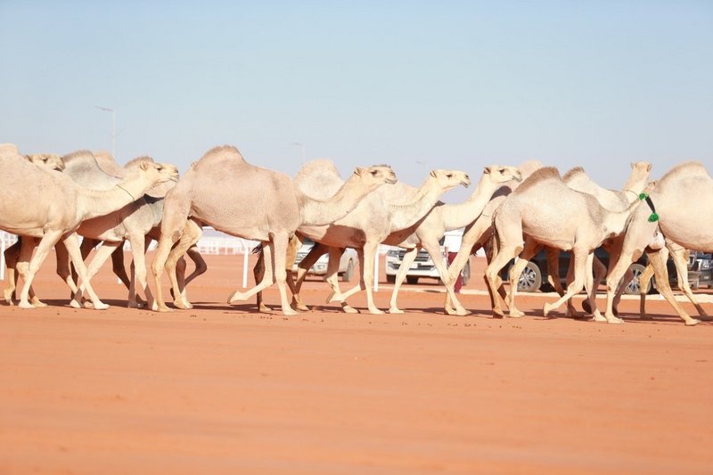 دعم القيادة أوصل “مهرجان عبد العزيز” للعال