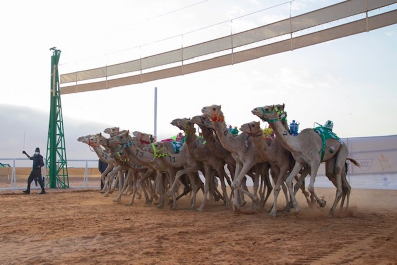 المطية “شودة” الأسرع في الفترة الصباحية لسباقات الهجن