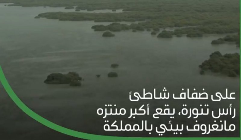 ماذا تعرف عن “المانجروف”؟.. توسع حكومي في دعم زراعة رئة شريان الع