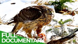 The Swiss Alps: Wild Animal Paradise | Free Documentary Nature