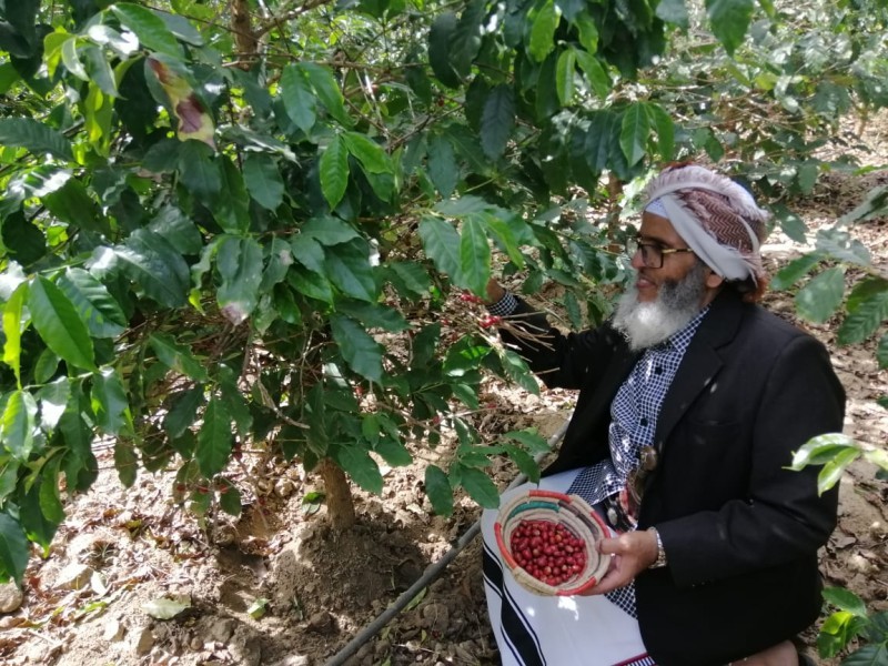 «البن الخولاني» ينطلق السبت القادم في الداير – أخبار السعودية