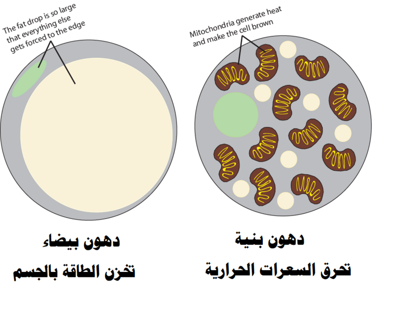 دراسة تكشف.. الدهون البنية “واق طبيعي” من أمراض مستعصية