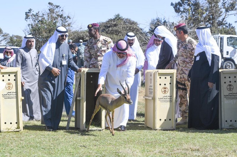 “تركي بن طلال” يطلق عددًا من الوعول والظباء العربية المهددة بالان