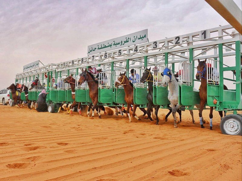 ميدان الفروسية بحائل ينظم أول مزاد للخيل الأصيلة السبت 6 فبراير