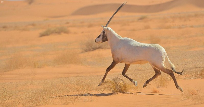 تبحث عن الطبيعية الساحرة؟ محمية بني معارض كنز “شتاء السعودية”