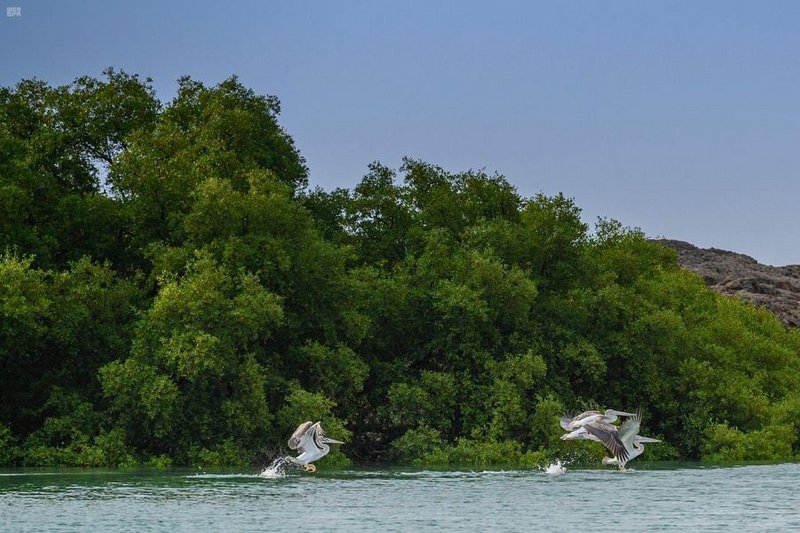 “شتاء السعودية”.. تزايد الإقبال على زيارة “محمية جزر فرسان”