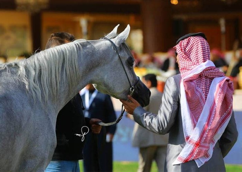 500 ألف ريال غرامة استيراد الخيل دون ترخيص – أخبار السعودية