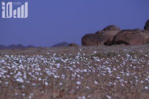 شاهد .. الربيع يكسو براري تيماء بعد موسم الأمطار ويجذب الزوَّار