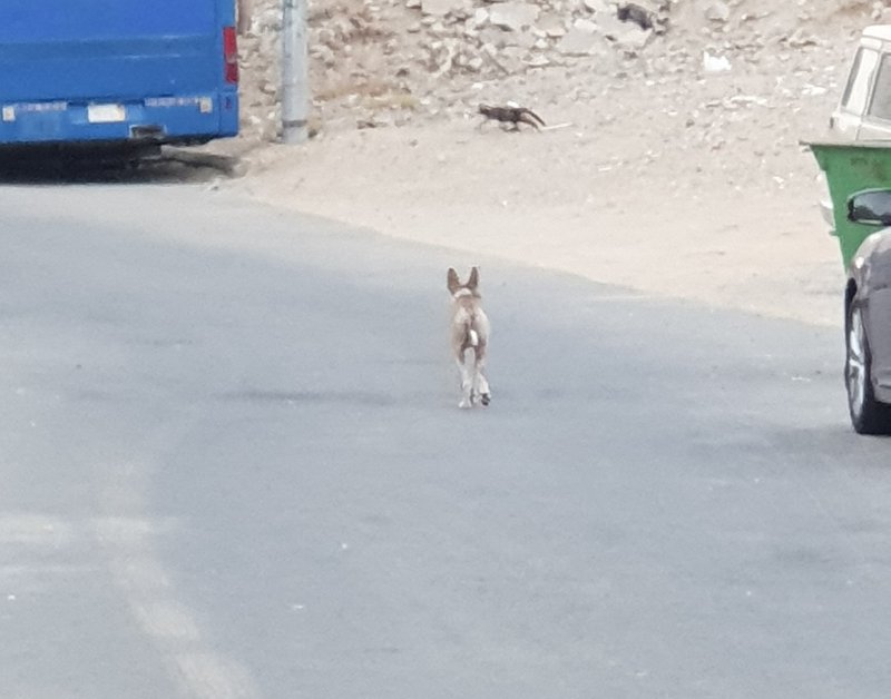 على وقع فاجعة الرياض.. كلاب تؤرق سكان مخطط السفياني بمكة