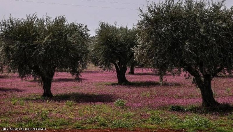 عن النهب حدّث ولا حرج.. مليشيات تركيا تغتصب حقول زيتون عفرين!