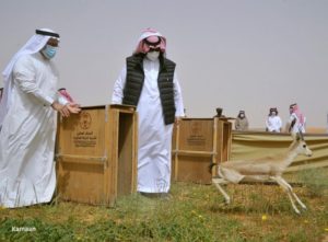 “تنمية الحياة الفطرية” يطلق مجموعة من ظباء الريم بمحمية الإمام تر