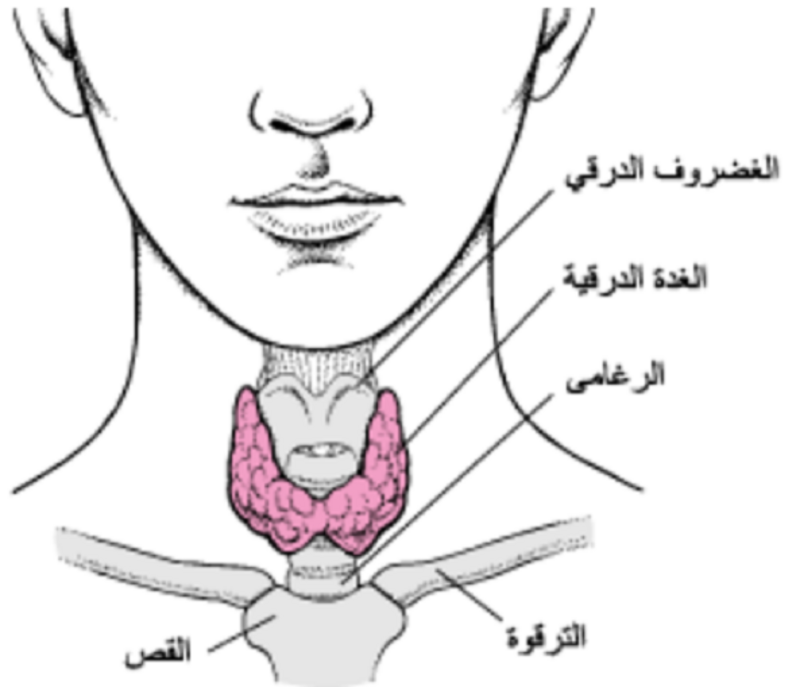 هل تعاني من كسل الغدة الدرقية أو فرط نشاطها.. تعرف على الأعراض