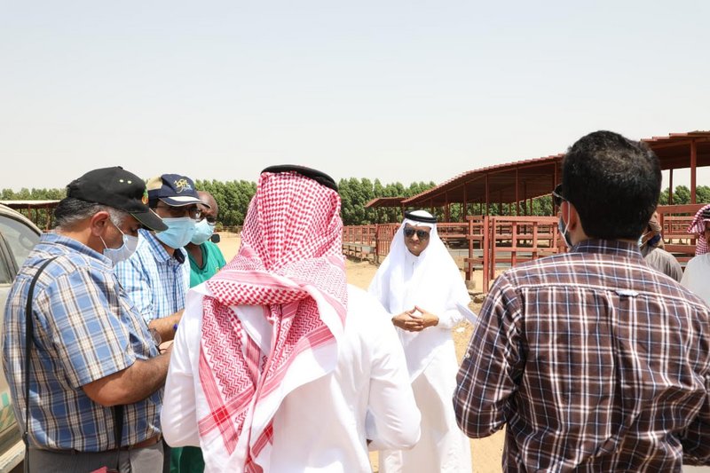 خبراء من منظمة الزراعة بالأمم المتحدة يقفون على مزارع المواشي بجا