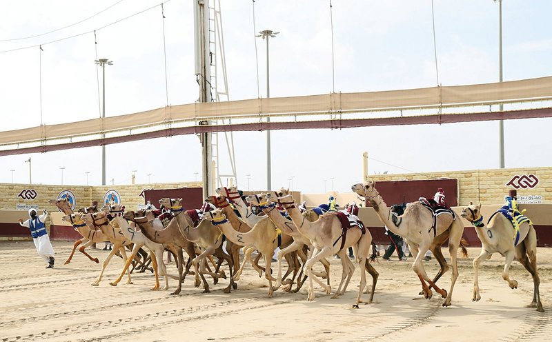 الهجن السعودية تواصل التألق في مهرجان أمير قطر السنوي 2021