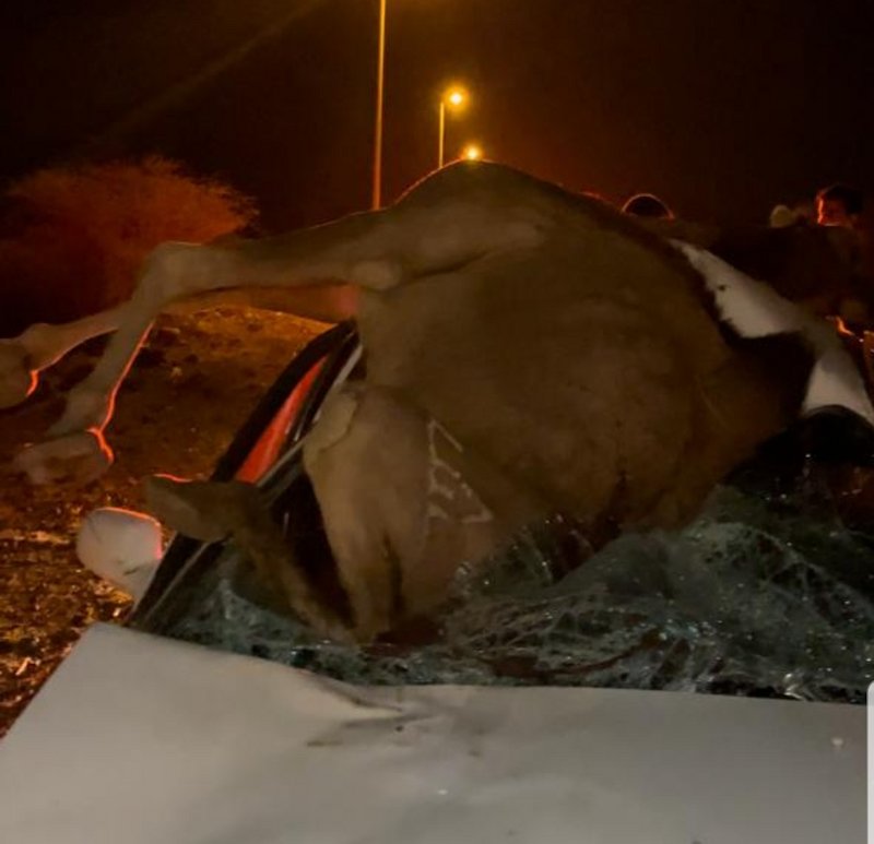 شاهد من مكة: ناقة تستقر فوق سيارة شاب على طريق “القشبة