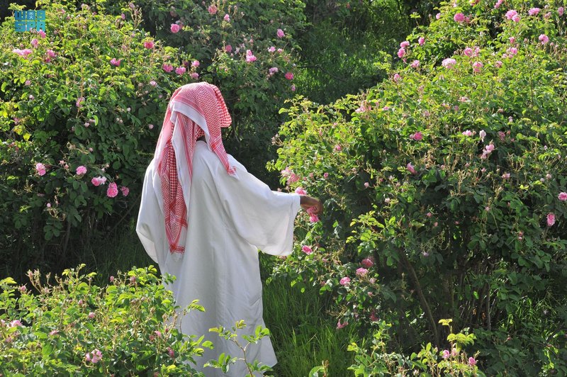 فريق متخصص من دارة الملك عبدالعزيز يوثّق مزارع الورد الطائفي