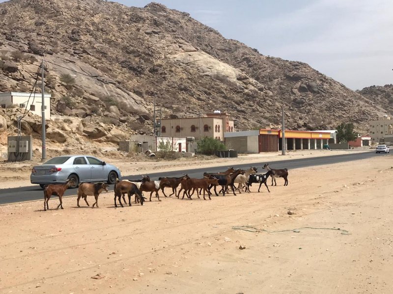 لجنة السائبة تضبط عددًا من المواشي بمركز ثلوث المنظر في بارق