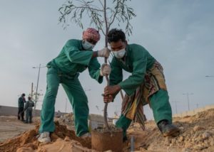 مواصلة أعمال مبادرة «الجوف واحة خضراء» بـ 800 شجرة – أخبار السعودية