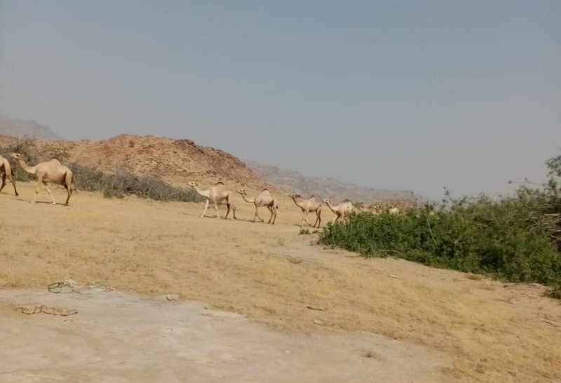 الرعي الجائر يقضي على شجر “السواك” بالليث