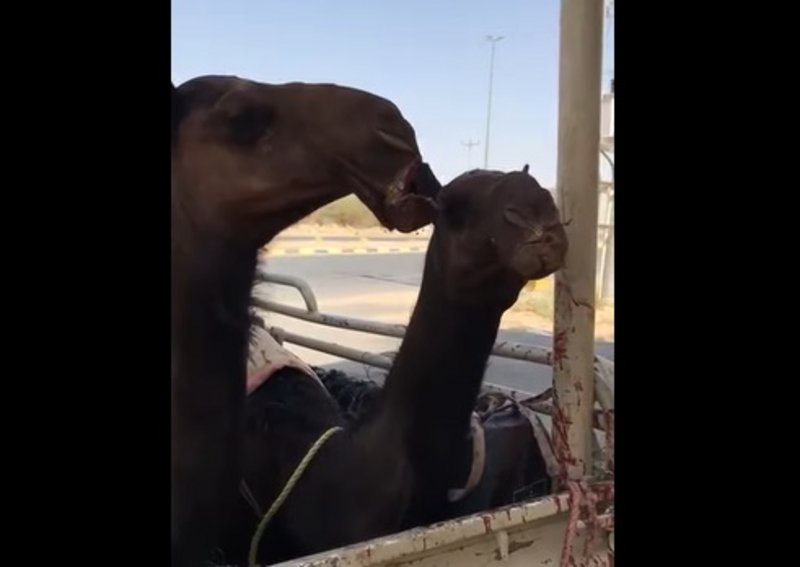 شاهد.. سلوكيات خاطئة لدى بعض مربي الإبل تثير غضبًا واسعًا