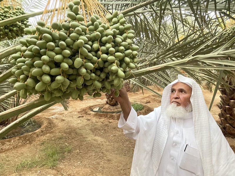 سر وتجربة وبشرى.. خبرة 60 عاماً في زراعة النخيل يكشفها “آل ظافر”