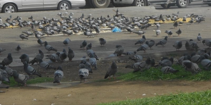 مبادرة في مكة للقضاء على ظاهرة نثر بقايا الطعام للحمام