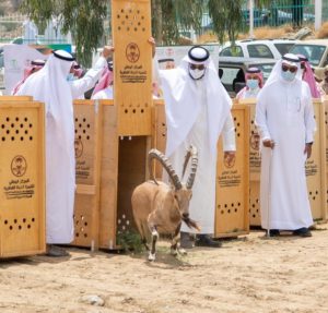 لأول مرة في الباحة.. إطلاق 20 وعلًا جبليًّا مهددة بالانقراض في بل