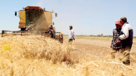 الحرب والجفاف يهددان «الذهب الأبيض» السوري