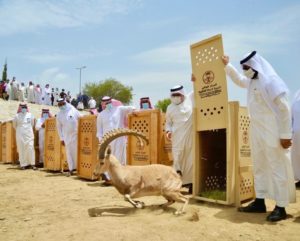 أمير الباحة يرعى إطلاق 20 وعلاً جبلياً بالمتنزه الوطني في بلجرشي – أخبار السعودية